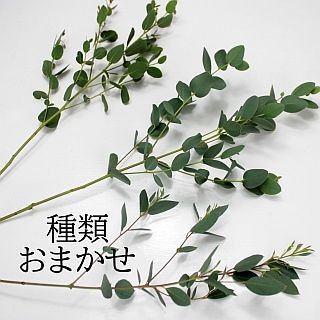 △枝物・ユーカリ　国産（規格：５０ｃｍ秀サイズ）・１０本緑　ｍｉｘ　※まとめ割　対象商品※|ネイティブフラワー・枝物各種|まとめ割　対象商品（5〜9束で5％引き・10〜19束で10％引き・20束以上で