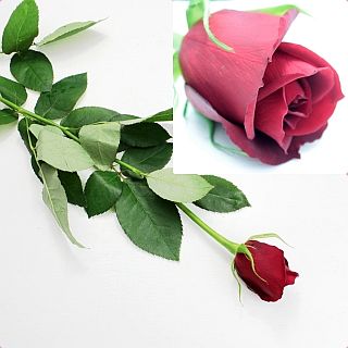 ◇☆お値下げしました☆☆限定品☆バラ　国産（規格：秀４０ｃｍサイズ）・約１０本　サムライ０８