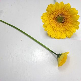 ◇ガーベラ　国産（規格：２Ｌサイズ）・１０本黄色　サンディ　※まとめ割　対象商品※|オールシーズン|まとめ割　対象商品（5〜9束で5％引き・10〜19束で10％引き・20束以上で20％引き）