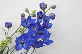 ◇デルフィニューム　国産（規格：７０ｃｍ秀サイズ）・１０本青　プレストンブルー　※まとめ割　対象商品※|オールシーズン|まとめ割　対象商品（5〜9束で5％引き・10〜19束で10％引き・20束以上で2