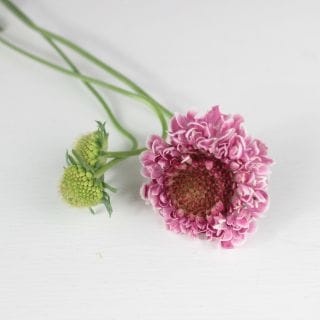 ◇スカビオサ　国産（規格：５０ｃｍ秀サイズ）・１０本ローズピンク　ウ゛ィウ゛ィアン　※まとめ割　対象商品※|その他の花|まとめ割　対象商品（5〜9束で5％引き・10〜19束で10％引き・20束以上で2
