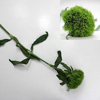 ◇☆お値下げしました☆テマリソウ　コロンビア産（規格：５０ｃｍサイズ）・５本緑　キウイメロウ　※まとめ割　対象商品※|その他の花|まとめ割　対象商品（5〜9束で5％引き・10〜19束で10％引き・20