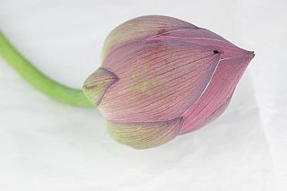 ◇ハス　国産（規格：７０ｃｍ秀サイズ）・１０本　誠蓮Ｓ　※まとめ割　対象商品※|その他の花|まとめ割　対象商品（5〜9束で5％引き・10〜19束で10％引き・20束以上で20％引き）