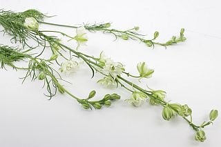 ◇ラクスパー　国産（規格：優６０ｃｍサイズ）・１０本白　カンヌホワイト　※まとめ割　対象商品※
