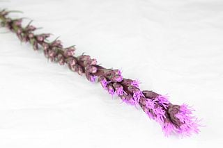 ◇リヤトリス　国産（規格：Ａ７０ｃｍサイズ）・１０本ピンク紫　リヤトリス　※まとめ割　対象商品※|その他の花|まとめ割　対象商品（5〜9束で5％引き・10〜19束で10％引き・20束以上で20％引き）