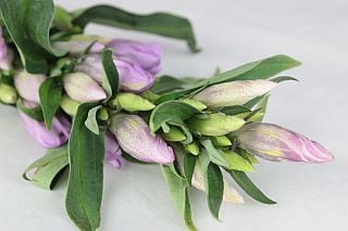 ◇リンドウ　国産（規格：４０ｃｍサイズ）・１０本ピンク　スウィートピンク　※まとめ割　対象商品※|その他の花|まとめ割　対象商品（5〜9束で5％引き・10〜19束で10％引き・20束以上で20％引き）