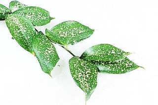 ◇☆お値下げしました☆葉物・ドラセナ　マレーシア産（規格：３５ｃｍサイズS）・１０本緑　ゴッドセフィアーナ　※まとめ割　対象商品※|小花・葉物各種|まとめ割　対象商品（5〜9束で5％引き・10〜19束