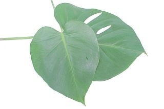 ◇葉物・モンステラ　マレーシア産（規格：３５ｃｍサイズ）・５本緑　ＳＳ　※まとめ割　対象商品※|小花・葉物各種|まとめ割　対象商品（5〜9束で5％引き・10〜19束で10％引き・20束以上で20％引き