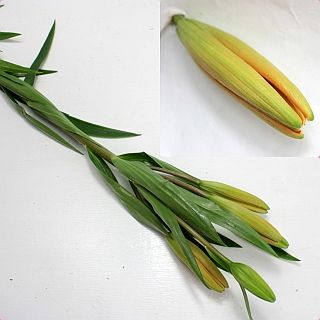 ◇ユリLA　国産（規格：Ｌ７０ｃｍサイズ）・１０本オレンジ　エレモ　※まとめ割　対象商品※