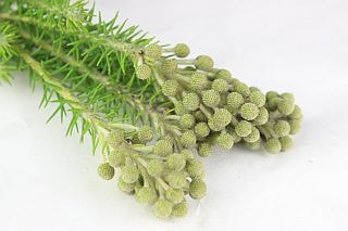 ◇バーゼリア　南アフリカ産（規格：５０ｃｍサイズ）・約１０本緑　パラセア　※まとめ割　対象商品※|ネイティブフラワー・枝物各種|まとめ割　対象商品（5〜9束で5％引き・10〜19束で10％引き・20束
