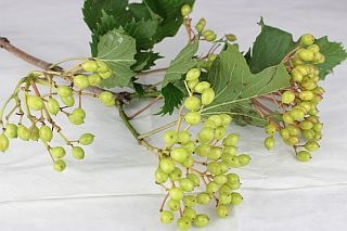 ◇ビバーナム　国産（規格：秀ミニ束サイズ）・約８〜１０本緑コンパクタ　※まとめ割　対象商品※|ネイティブフラワー・枝物各種|まとめ割　対象商品（5〜9束で5％引き・10〜19束で10％引き・20束以上