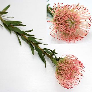 ◇ピンクッション　南アフリカ産（規格：７０ｃｍサイズ）・１本薄朱赤　アヨバピンク　※まとめ割　対象商品※|ネイティブフラワー・枝物各種|まとめ割　対象商品（5〜9束で5％引き・10〜19束で10％引き