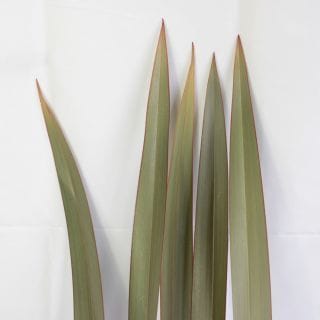 ○☆最終セール☆葉物・ニューサイラン　国産（規格：９０ｃｍサイズ）・約１０本赤　　※まとめ割　対象商品※|小花・葉物各種|まとめ割　対象商品（5〜9束で5％引き・10〜19束で10％引き・20束以上で