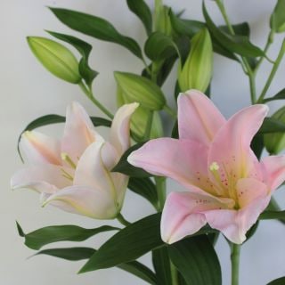 △☆最終セール☆ユリOT　国産（規格：良９０　５〜６輪サイズ）・５本ピンク　ベンドーム　無花粉品種　※まとめ割　対象商品※|ユリ・ラン各種|まとめ割　対象商品（5〜9束で5％引き・10〜19束で10％