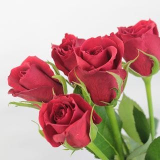 ◇☆お値下げしました☆☆限定品☆バラ・スタンダード　国産（規格：秀４０ｃｍサイズ）・１０本　サムライ０８|☆限定品☆(まとめ割対象外)　セリ前の上質な商品を取りそろえました