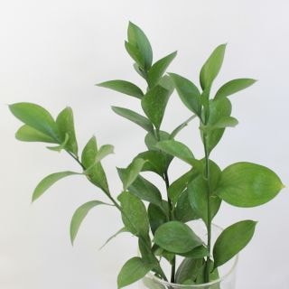 ◇葉物・マルバルスカス　インドネシア産（規格：Ｍサイズ）・１０本緑　　※まとめ割　対象商品※|小花・葉物各種|まとめ割　対象商品（5〜9束で5％引き・10〜19束で10％引き・20束以上で20％引き）
