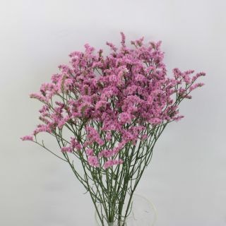 ◇☆お値下げしました☆リモニューム　国産（規格：４０ｃｍ秀サイズ）・１０本ピンク　キノラブリー　※まとめ割　対象商品※|小花・葉物各種|まとめ割　対象商品（5〜9束で5％引き・10〜19束で10％引き