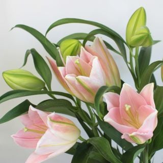 ◇☆お値下げしました☆ユリOT　国産（規格：８０ｃｍ優５〜６輪サイズ）・２本ピンク　モンサノ　※まとめ割　対象商品※|ユリ・ラン各種|まとめ割　対象商品（5〜9束で5％引き・10〜19束で10％引き・