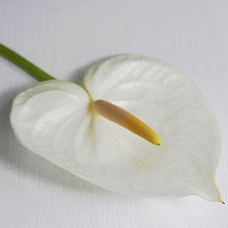 ○アンスリューム　台湾産（規格：Ｍサイズ）・５本白　シンシア　※まとめ割　対象商品※|オールシーズン|まとめ割　対象商品（5〜9束で5％引き・10〜19束で10％引き・20束以上で20％引き）