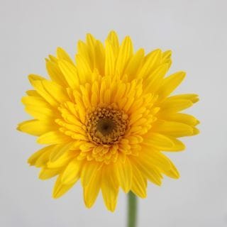 ○☆お値下げしました☆ガーベラ　国産（規格：秀２Ｌサイズ）・１０本黄色　サンディ　※まとめ割　対象商品※|オールシーズン|まとめ割　対象商品（5〜9束で5％引き・10〜19束で10％引き・20束以上で