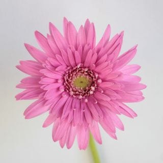 ○☆お値下げしました☆ガーベラ　国産（規格：秀２Ｌサイズ）・１０本ピンク　ベルゴミ　※まとめ割　対象商品※|オールシーズン|まとめ割　対象商品（5〜9束で5％引き・10〜19束で10％引き・20束以上