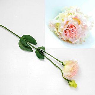 ○☆最終セール☆トルコキキョウ　国産（規格：８０ｃｍ秀サイズ）・５本ピンク　ボヤージュライトピンク　※まとめ割　対象商品※|オールシーズン|まとめ割　対象商品（5〜9束で5％引き・10〜19束で10％