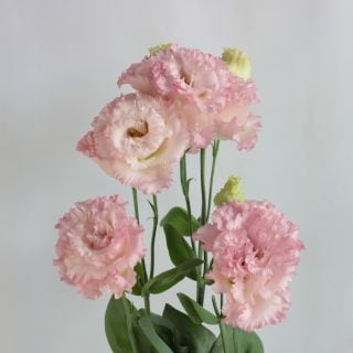 ○☆最終セール☆トルコキキョウ　国産（規格：８０ｃｍ秀サイズ）・５本ピンク　ボヤージュライトピンク　※まとめ割　対象商品※|オールシーズン|まとめ割　対象商品（5〜9束で5％引き・10〜19束で10％