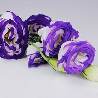 ○トルコキキョウ　国産（規格：８０ｃｍ秀サイズ）・１０本白×紫　ミンクオーシャン　※まとめ割　対象商品※|オールシーズン|まとめ割　対象商品（5〜9束で5％引き・10〜19束で10％引き・20束以上で