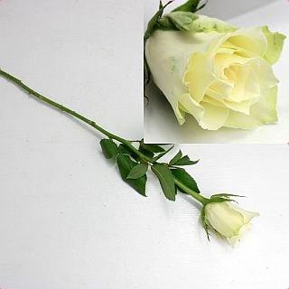 ○バラ　ケニア産（規格：５０ｃｍサイズ）・１０本白　アテナ|バラ(１００本売りのバラはこちらからご覧下さい)