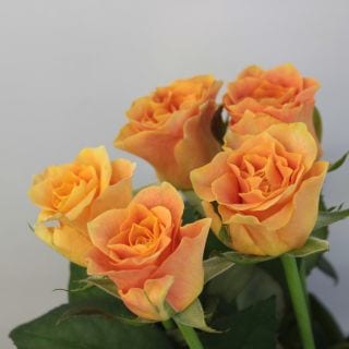 ○☆お値下げしました☆バラ　国産（規格：４０ｃｍサイズ）・１０本オレンジ　マナナ！|バラ(１００本売りのバラはこちらからご覧下さい)