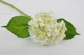 ○アジサイ　コロンビア産（規格：６０ｃｍ．サイズ）・１本白　ホワイト　※まとめ割　対象商品※|その他の花|まとめ割　対象商品（5〜9束で5％引き・10〜19束で10％引き・20束以上で20％引き）