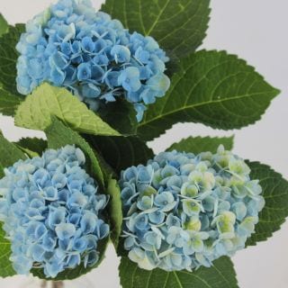 ○アジサイ　国産（規格：３０ｃｍミックスサイズ）・５本　マジカルレボリューション　※まとめ割　対象商品※|その他の花|まとめ割　対象商品（5〜9束で5％引き・10〜19束で10％引き・20束以上で20