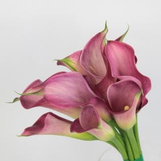 ○カラー　国産（規格：３０ｃｍサイズ）・１０本ピンク　ピンクアート　※まとめ割　対象商品※|その他の花|まとめ割　対象商品（5〜9束で5％引き・10〜19束で10％引き・20束以上で20％引き）