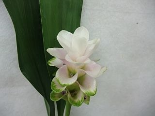 ○☆お値下げしました☆クルクマ　国産（規格：３０ｃｍ秀サイズ）・１０本淡ピンク　プーディンプリンセス　※まとめ割　対象商品※