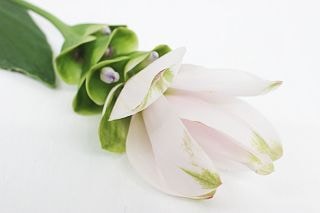 ○クルクマ　国産（規格：５０ｃｍ秀サイズ）・１０本白　パールホワイト　※まとめ割　対象商品※|その他の花|まとめ割　対象商品（5〜9束で5％引き・10〜19束で10％引き・20束以上で20％引き）