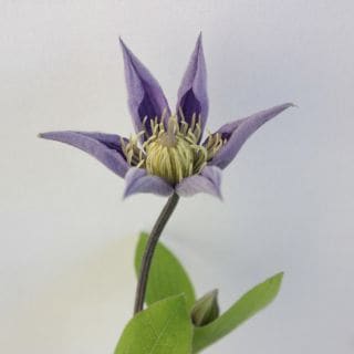 ○クレマチス　ケニア産（規格：６０ｃｍサイズ）・１０本紫　ソフィア　※まとめ割　対象商品※|その他の花|まとめ割　対象商品（5〜9束で5％引き・10〜19束で10％引き・20束以上で20％引き）