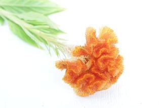 ○ケイトウ　国産（規格：２Ｌサイズ）・１０本オレンジクイーン　※まとめ割　対象商品※|その他の花|まとめ割　対象商品（5〜9束で5％引き・10〜19束で10％引き・20束以上で20％引き）
