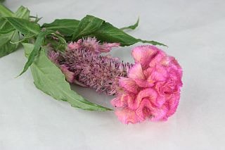 ○☆最終セール☆ケイトウ　国産（規格：８０ｃｍサイズ）・１０本ピンク　アーリーローズ　※まとめ割　対象商品※|その他の花|まとめ割　対象商品（5〜9束で5％引き・10〜19束で10％引き・20束以上で