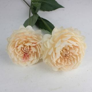 ○ダリア　国産（規格：７０〜６０ｃｍサイズ）・５本ペールオレンジ　ルル　※まとめ割　対象商品※|その他の花|まとめ割　対象商品（5〜9束で5％引き・10〜19束で10％引き・20束以上で20％引き）