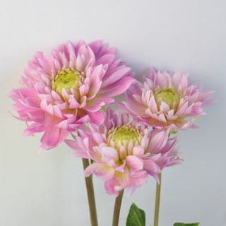 ○ダリア　国産（規格：優６０ｃｍサイズ）・５本ピンク　春　※まとめ割　対象商品※|その他の花|まとめ割　対象商品（5〜9束で5％引き・10〜19束で10％引き・20束以上で20％引き）