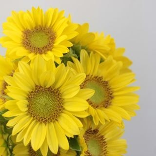 ○☆お値下げしました☆ヒマワリ　国産（規格：秀５〜７サイズ）・１０本黄色　Ｓ．フレッシュレモン　※まとめ割　対象商品※|その他の花|まとめ割　対象商品（5〜9束で5％引き・10〜19束で10％引き・2