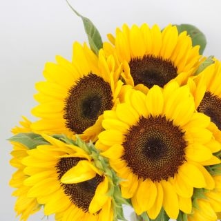 ○ヒマワリ　国産（規格：秀８〜７０ｃｍサイズ）・１０本オレンジ　ＵＰＳオレンジ　※まとめ割　対象商品※|その他の花|まとめ割　対象商品（5〜9束で5％引き・10〜19束で10％引き・20束以上で20％