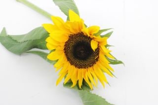 ○ヒマワリ　国産（規格：優９０ｃｍサイズ）・１０本オレンジ　サンリッチオレンジ４５　※まとめ割　対象商品※|その他の花|まとめ割　対象商品（5〜9束で5％引き・10〜19束で10％引き・20束以上で2