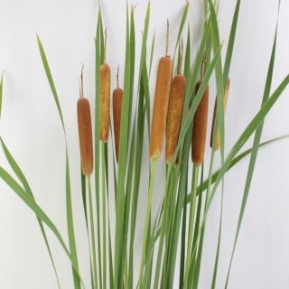 ○☆最終セール☆ヒメガマ　国産（規格：サイズ無し）・１０本ブラウン　　※まとめ割　対象商品※|その他の花|まとめ割　対象商品（5〜9束で5％引き・10〜19束で10％引き・20束以上で20％引き）