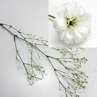 ○カスミソウ　国産（規格：２Ｓサイズ）・１０本白　アルタイル　※まとめ割　対象商品※|小花・葉物各種|まとめ割　対象商品（5〜9束で5％引き・10〜19束で10％引き・20束以上で20％引き）