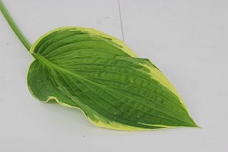 ○☆最終セール☆葉物・ギボウシ　国産（規格：５０ｃｍ秀サイズ）・約１０本緑　　※まとめ割　対象商品※|小花・葉物各種|まとめ割　対象商品（5〜9束で5％引き・10〜19束で10％引き・20束以上で20
