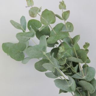 ○葉物・ユーカリ　国産（規格：４０ｃｍ秀サイズ）・１０本緑　マルバユーカリ　※まとめ割　対象商品※|小花・葉物各種|まとめ割　対象商品（5〜9束で5％引き・10〜19束で10％引き・20束以上で20％