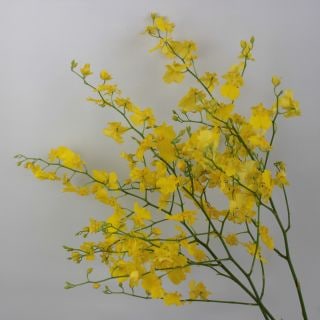 ○オンシジューム　台湾産（規格：９０ｃｍ４Ｌサイズ）・１０本黄色　ハニーエンジェル　※まとめ割　対象商品※|ユリ・ラン各種|まとめ割　対象商品（5〜9束で5％引き・10〜19束で10％引き・20束以上