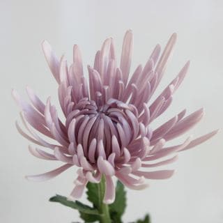○洋菊　インドネシア産（規格：ＥＸ７０ｃｍサイズ）・１０本ピンク　チプリア　※まとめ割　対象商品※|菊類各種|まとめ割　対象商品（5〜9束で5％引き・10〜19束で10％引き・20束以上で20％引き）