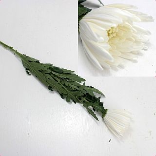 ○洋菊　マレーシア産（規格：２Ｌサイズ）・１０本白系おまかせ　白系おまかせ　※まとめ割　対象商品※|菊類各種|まとめ割　対象商品（5〜9束で5％引き・10〜19束で10％引き・20束以上で20％引き）